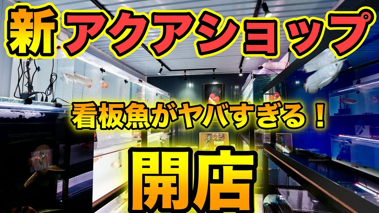 新アクアショップオープン『Dragon Village』プラチナ紅龍の看板魚を携えて〜三重県桑名市　＃アロワナ　＃ダトニオ　＃ポリプテルス　＃スネークヘッド