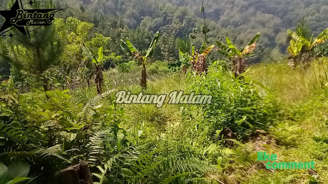 POP SUNDA _MAWAR BODAS_BUDAK JALANAN_BOGOH KASAHA || FRISKA GASENTRA PAJAMPANGAN TERBARU 2026