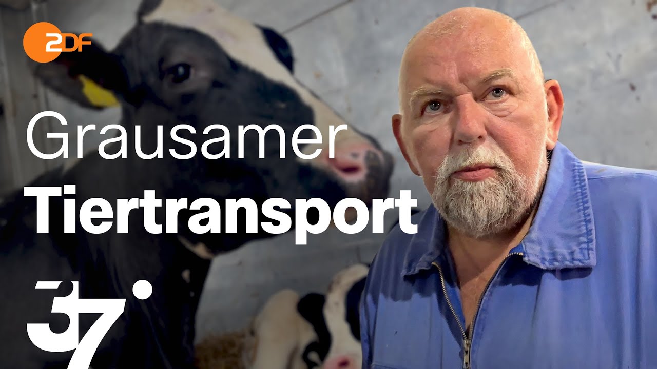 Tierleid zwischen den Grenzen: Der Albtraum eines Tiertransports I 37 Grad