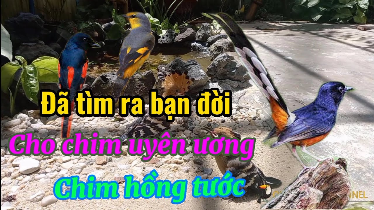 My aviary  Cuộc sống tươi đẹp , hồng tước trống đã có bạn đời