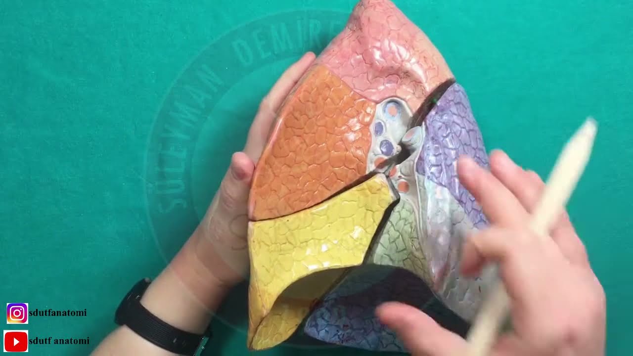 Akciğer Anatomisi (Pulmones)