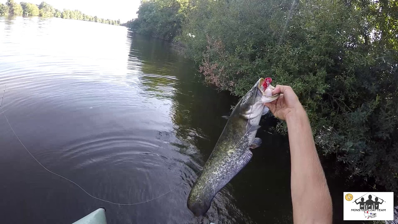 Session spéciale silure au popper !