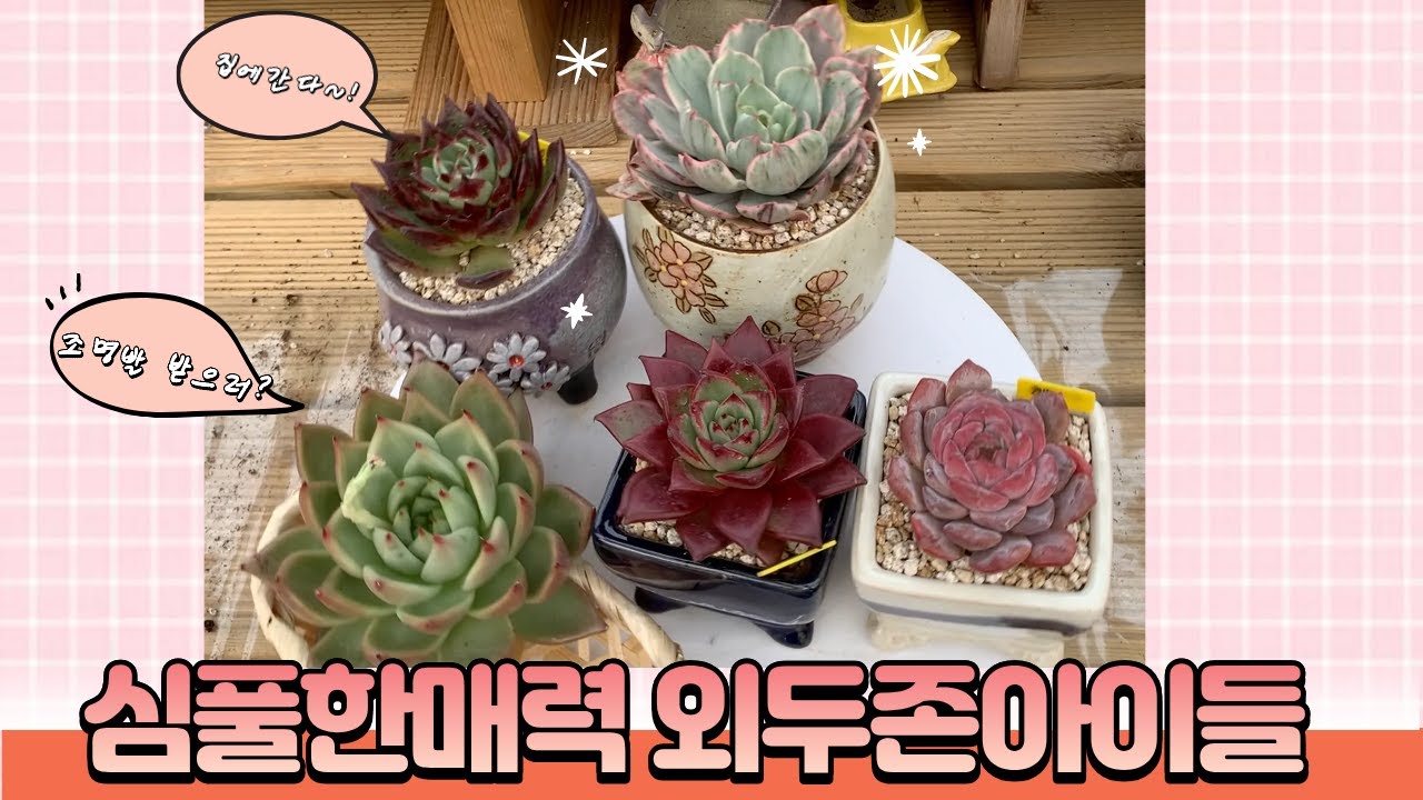 260127[다육식재] 화려하진 않지만 외두존아이들 하나하나 소중해 ~ 오늘의 행복한 분갈이 입니다