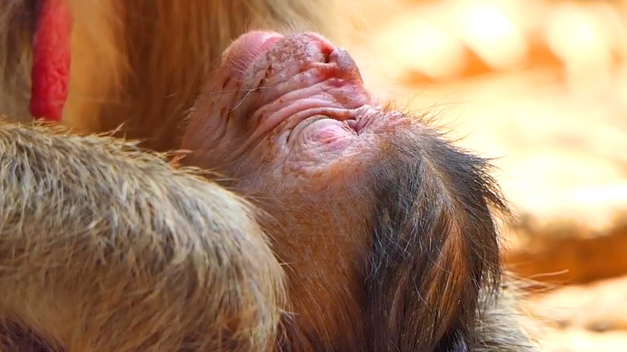Adorable Wildlife 2026,  Cute baby monkey moments