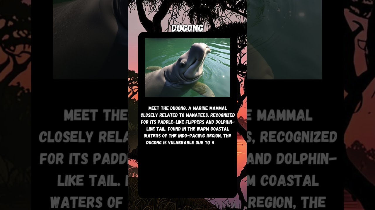Endangered Species - Meet the Dugong