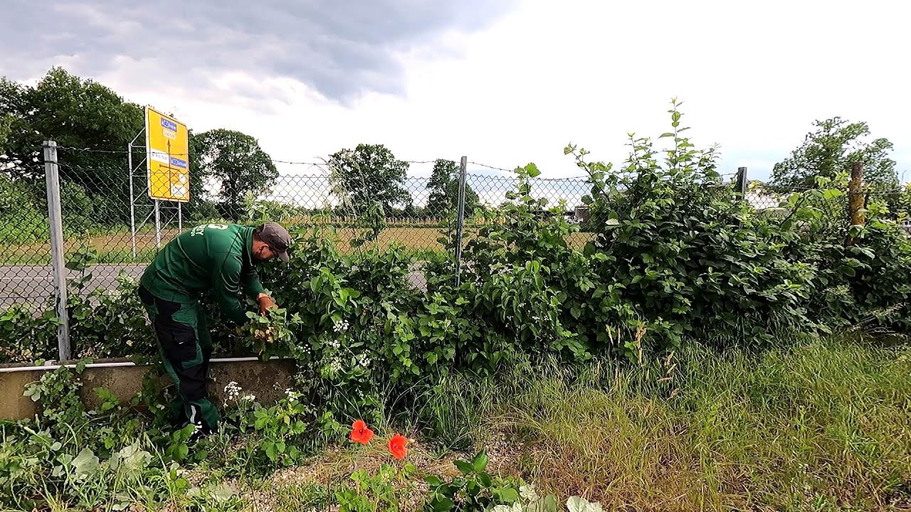 URGENT Help in CLEAN UP the Yard of the Company OVERGROWN with Weeds