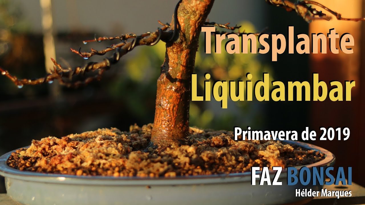 Transplante - Liquidambar (Primavera 2019)