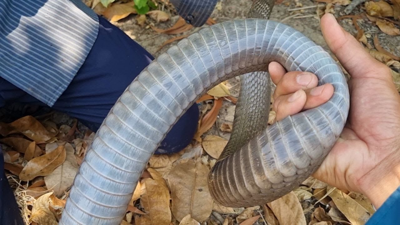 Tập 475 : Quá Khủng Khu Rừng Này Toàn Là Rắn Độc Đại Hơn 2Kg Không | Mười Thương Săn Bắt