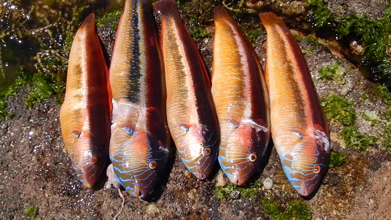 Catch and Cook Beach Picnic
