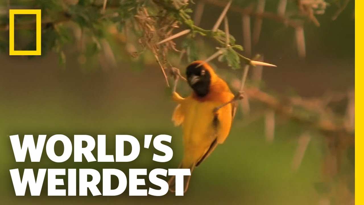 Weaver Home Security | World's Weirdest