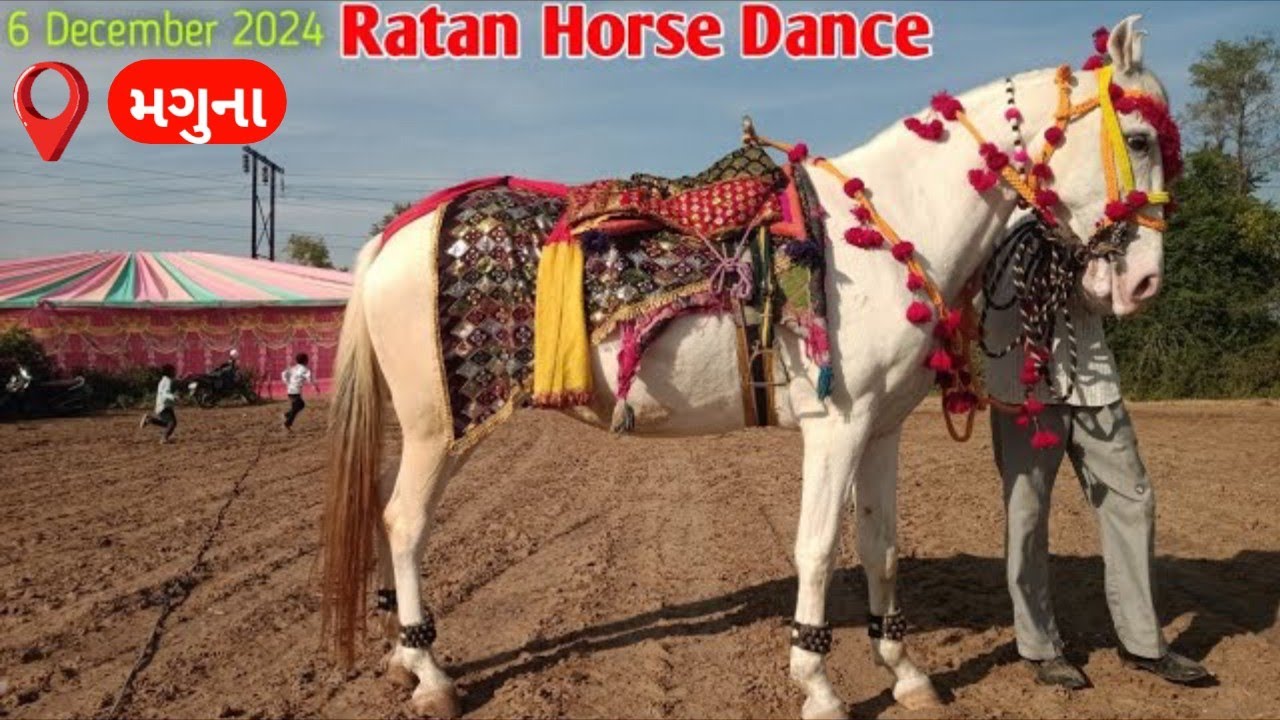 December 6, 2024 Ratan horse dance || Ratan Stud Farm