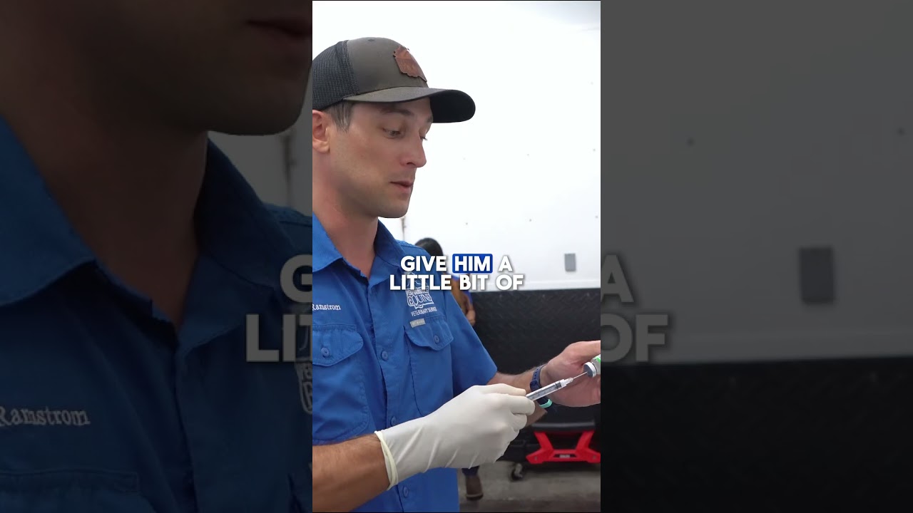 Stifle Joint Injection to Support a Barrel Horse in Training