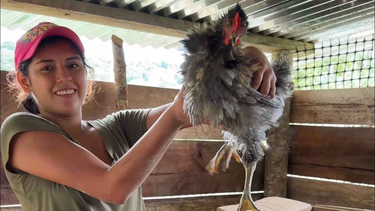 Mis pollos conocen su nueva casa                    ~ Saida ZC ~ 💚