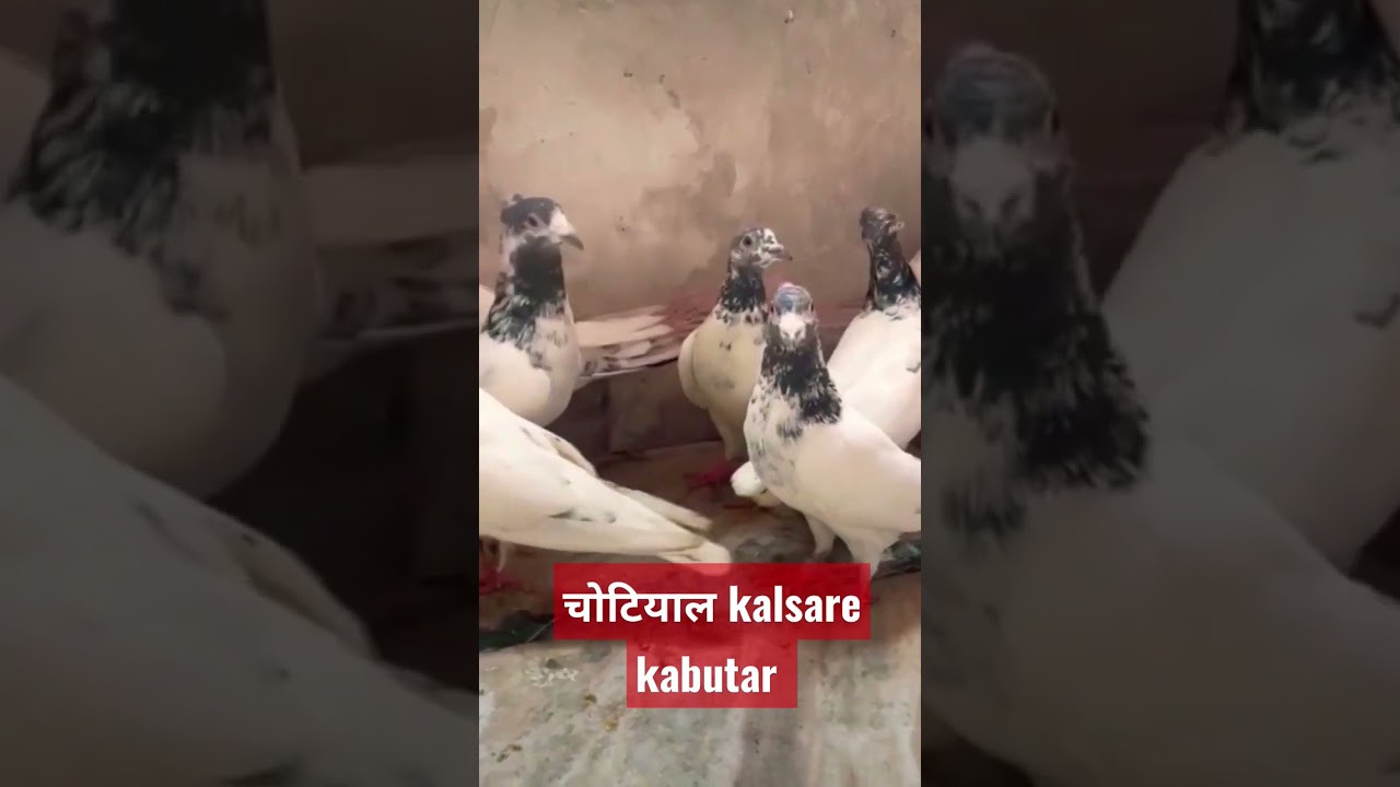 top quality lalsare kalsare chotiyal madrasi kabootar #kabutar #kabootar #lowflyerpigeon