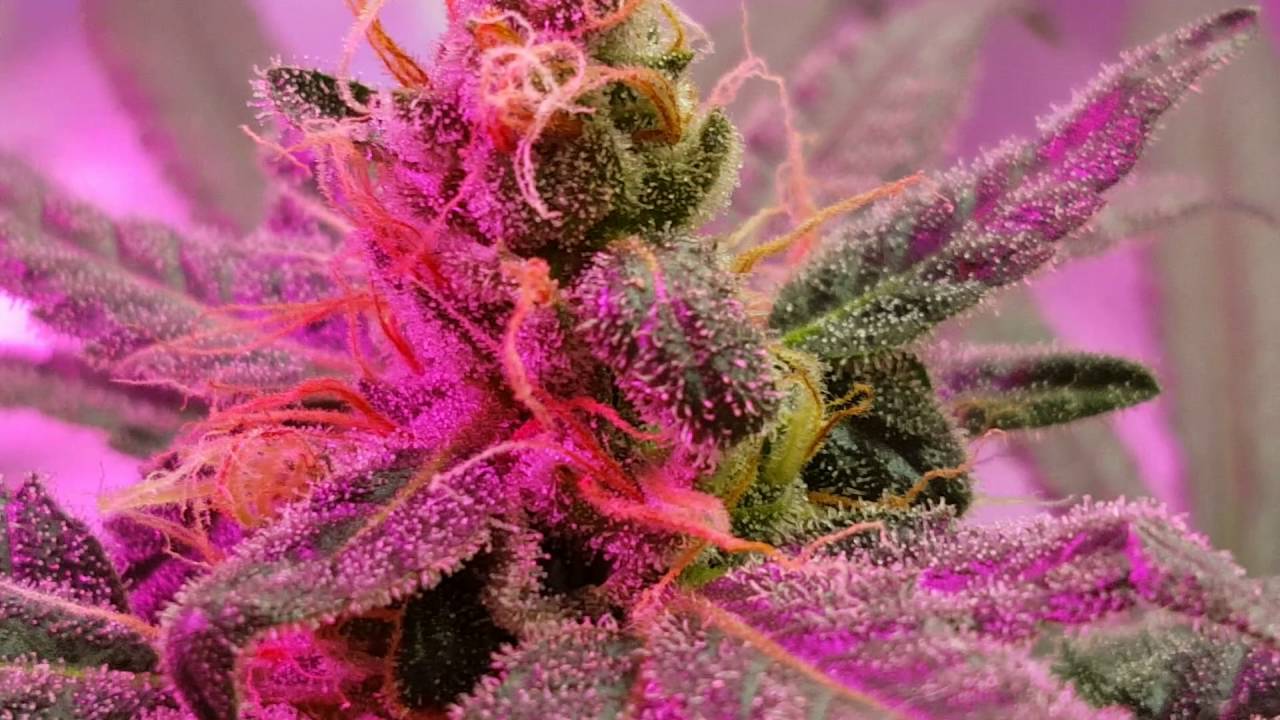 Live Cannabis Trichomes & pistils under a microscope