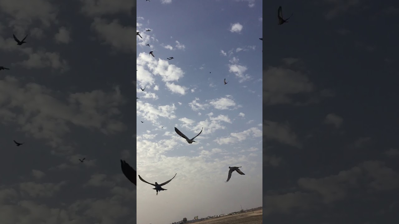نق ٥  حمامات للبيع ١٠٠ د