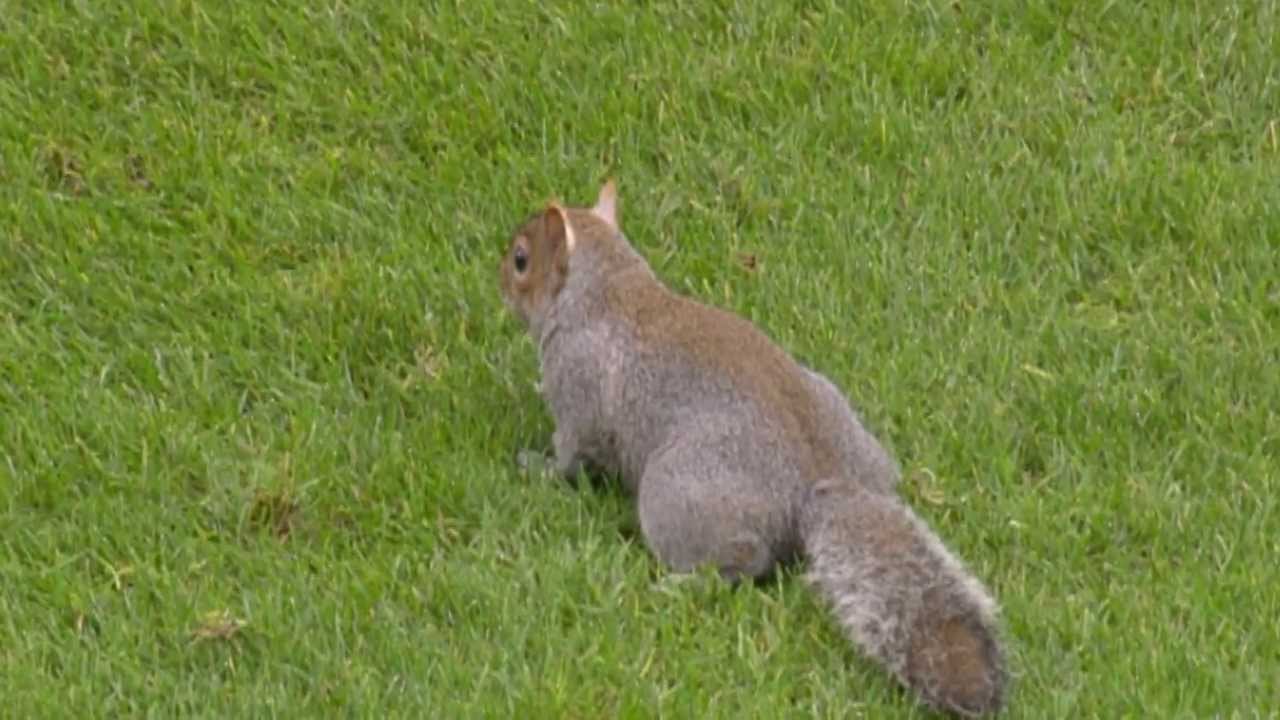 THE LOFTUS ROAD SQUIRREL RETURNS!