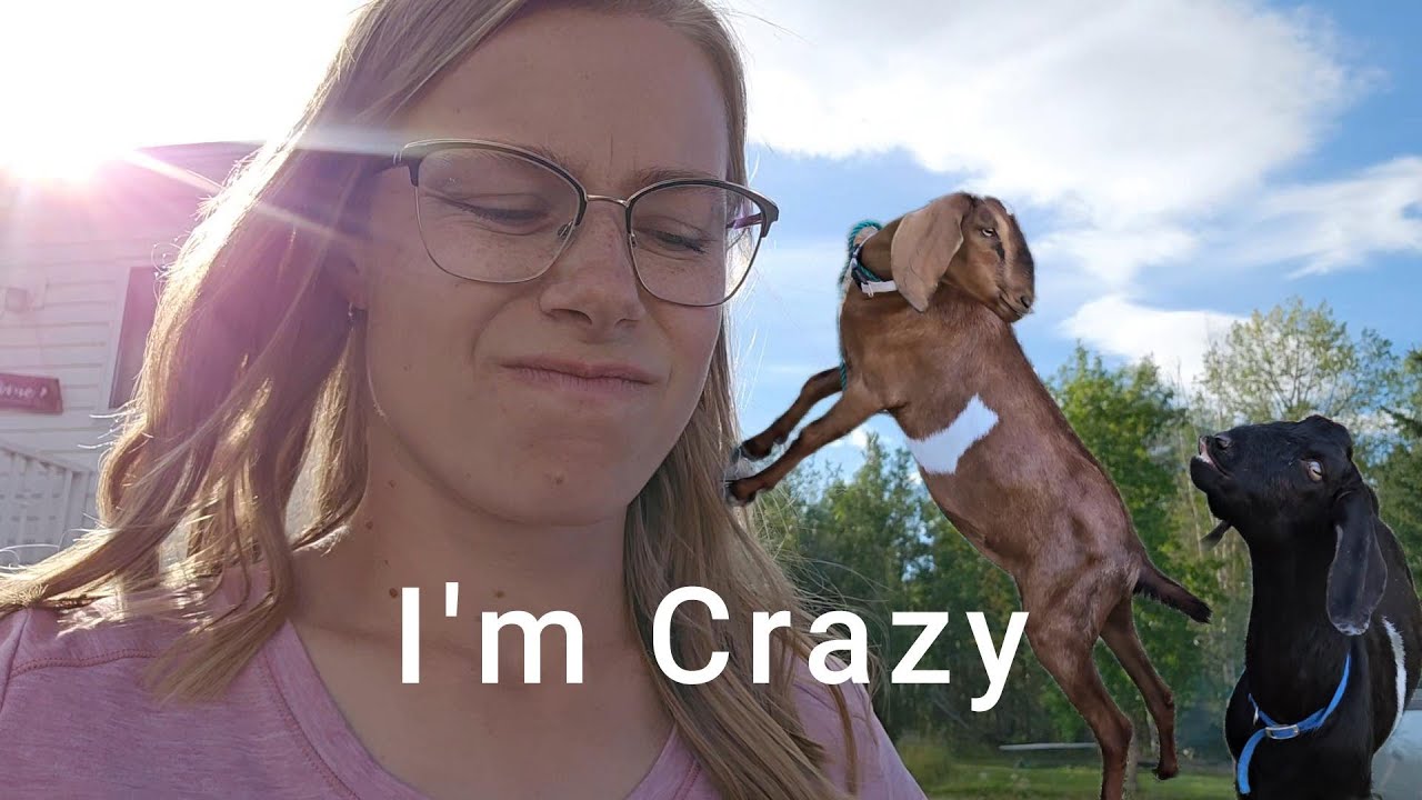 I Wish I Was Making This Stuff Up | Nubian Goat Breeding Season | Small Farm Life Vlog |