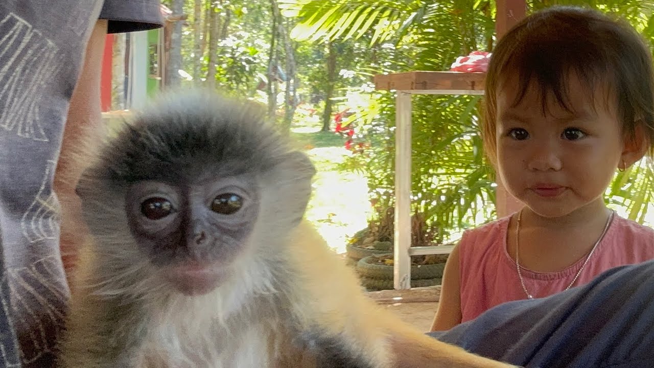 Baby Monkey and Little Girl First Meeting – Super Cute Moment! 🥰