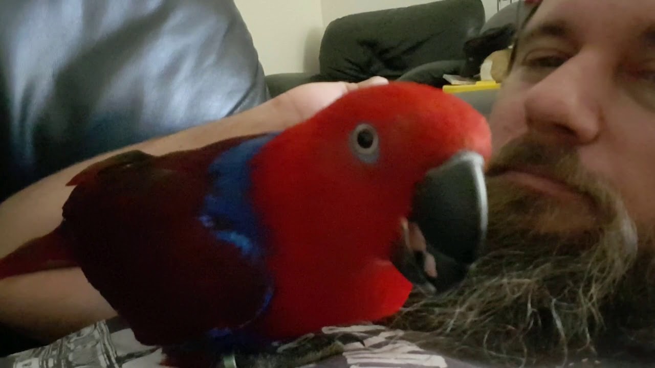 Kuku the talking Eclectus parrot