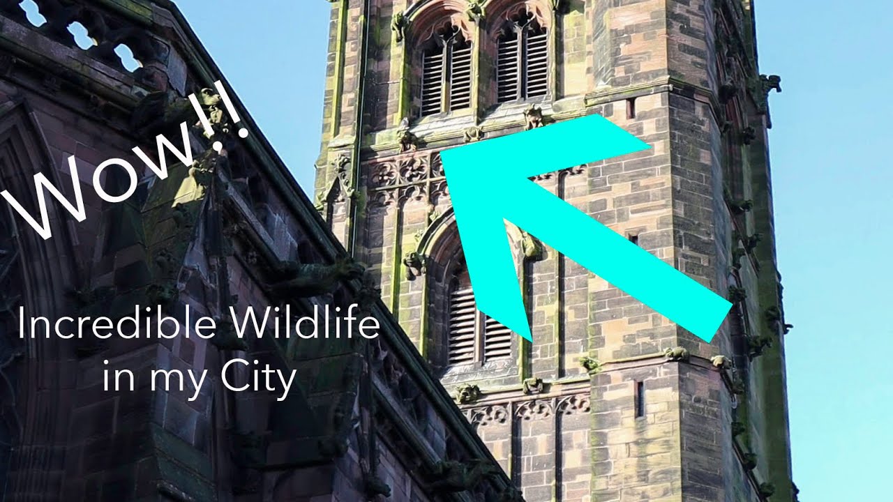 UK Nature and Wildlife Photography