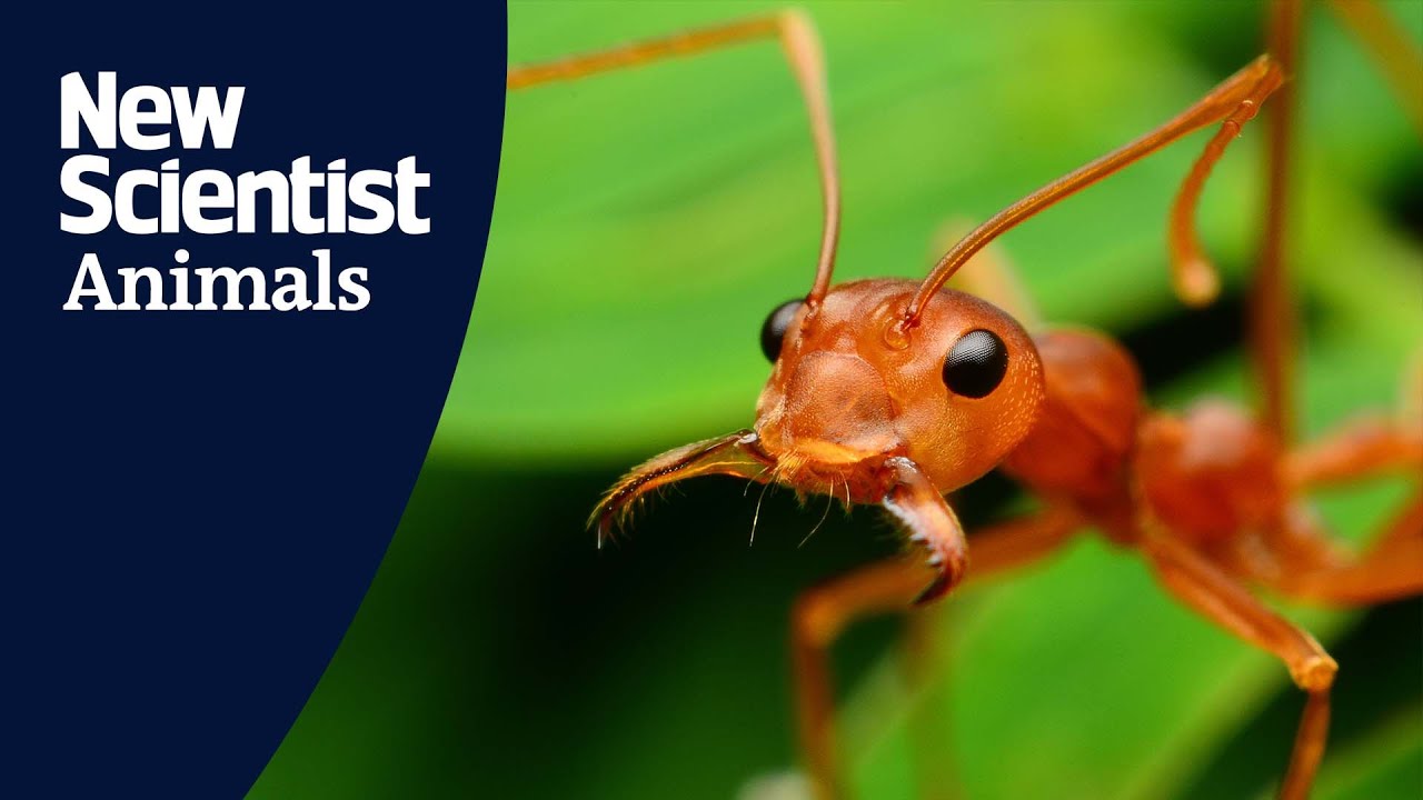 Ants use soil physics to excavate metre-long tunnels that last decades