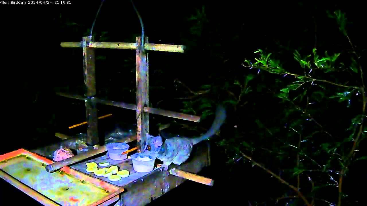 3 cute Bushbabies on Allen BirdCam on 24 April 2014 www.AllenBirdCam.com