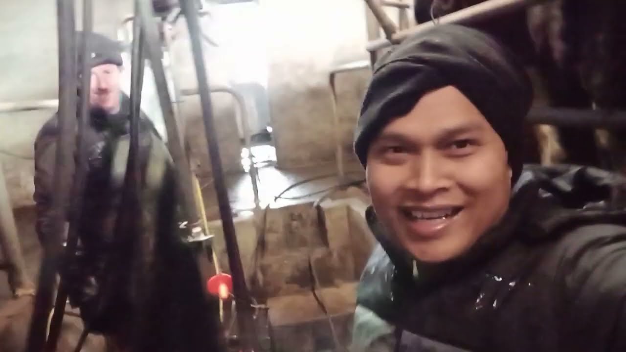 Tki Kerja Peternakan Sapi di Irlandia 60 Juta Bersih Perbulan.