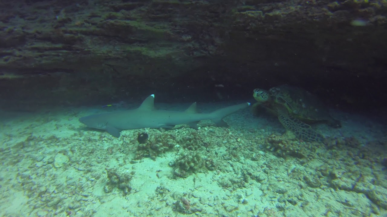 Diving with Reef Pirates - Oahu Hawaii