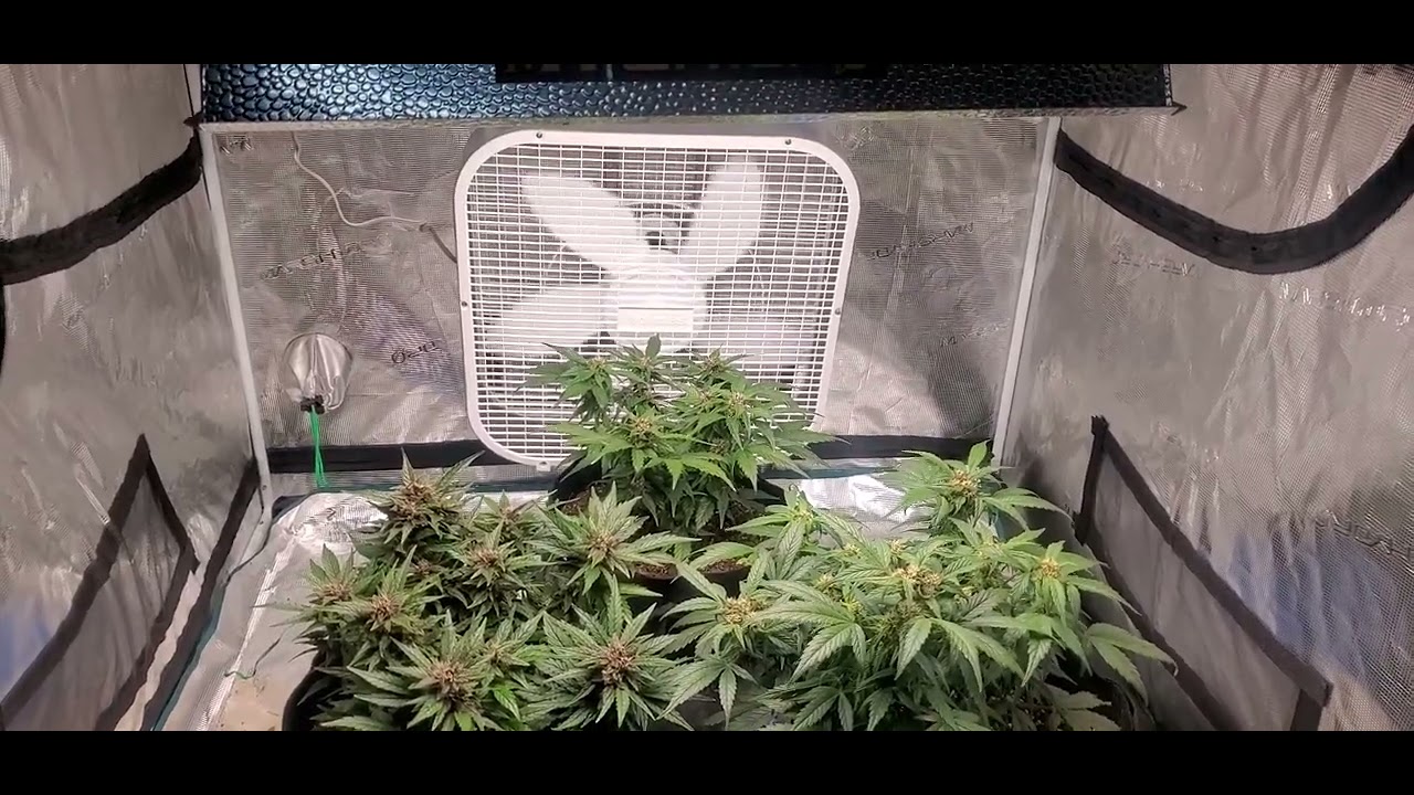 ilgm Blueberry autoflower 