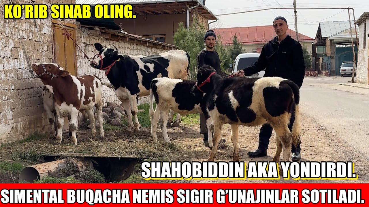 SIMENTAL BUQACHA NEMIS SIGIR GUNAJINLAR SOTILADI.