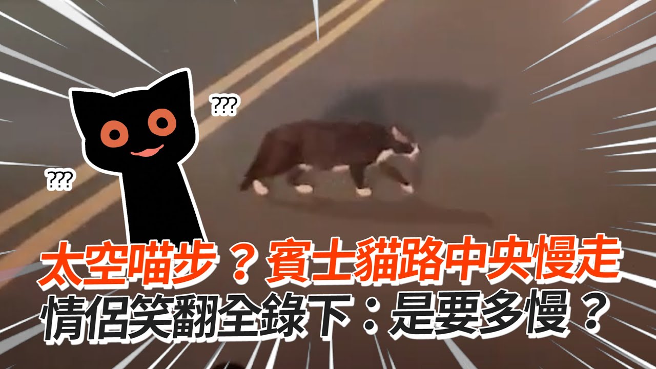 賓士貓路中央慢走😹情侶笑翻全錄下：是要多慢｜寵物動物｜貓咪｜精選影片