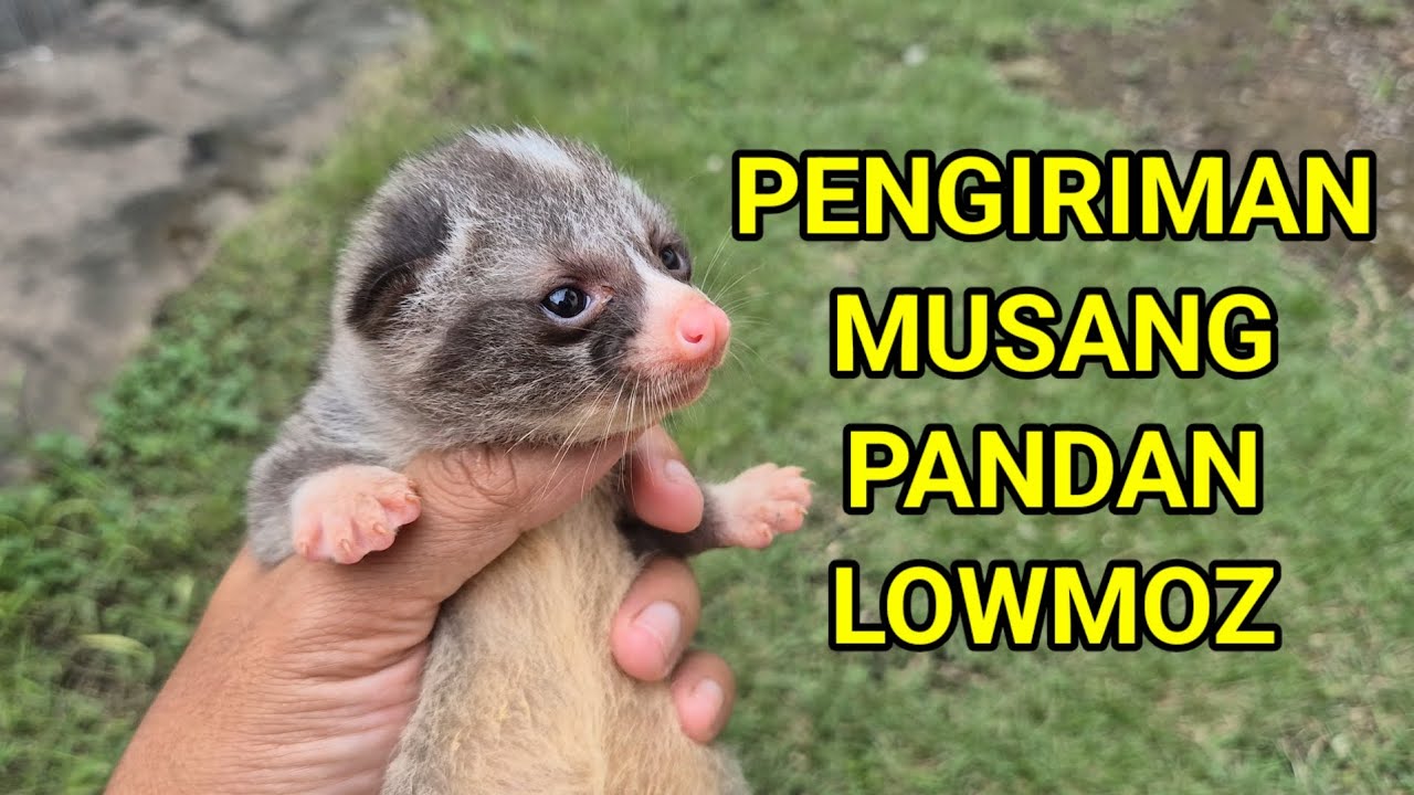 Mozaik Low Budget Meluncur Ngawi Gaesss...
