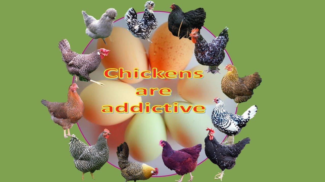 A warning for would-be chicken keepers - chickens are addictive!