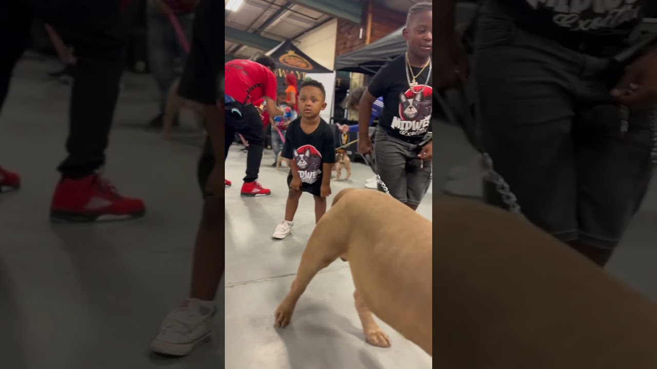145lb XL BULLY AT THE ATLANTA DOG SHOW 🤯🤯