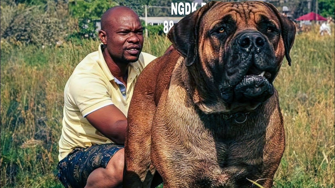GIANT BOERBOELS Breeder Explains What You Need To Understand Before BUYING THE BREED