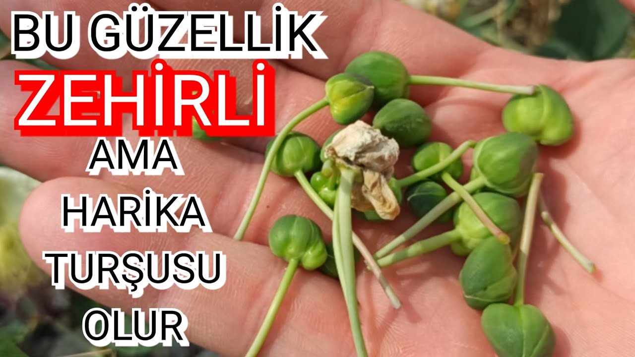 Doğa Gezisi ve Doğal Kapari Bitkisi