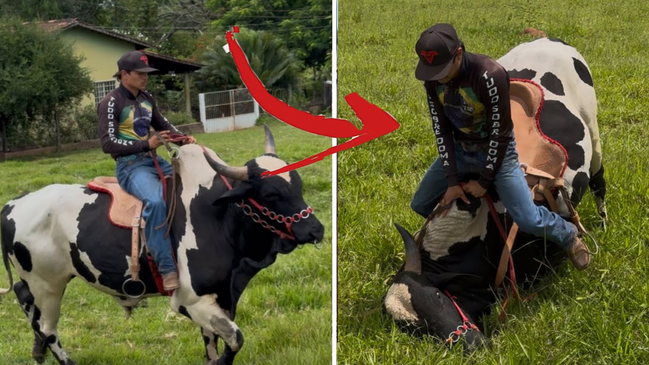 QUASE FUI CHIFRADO!O BOI CAIU COMIGO