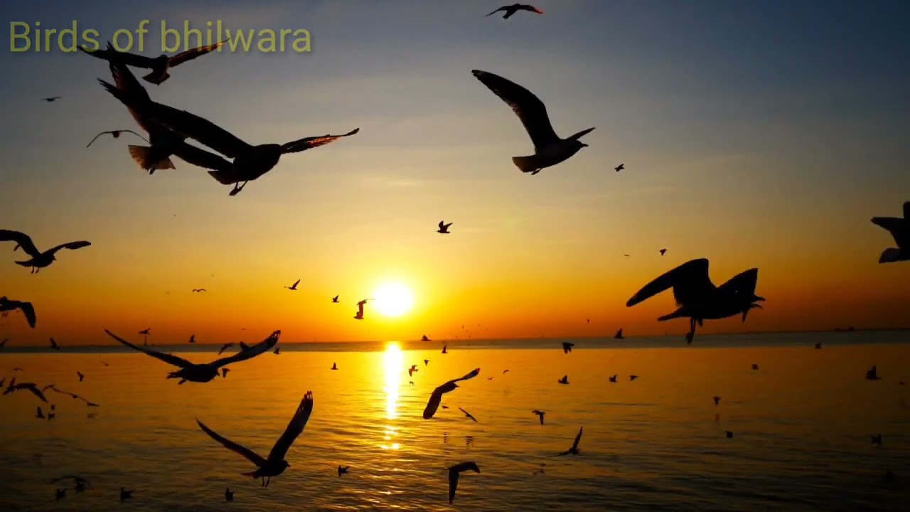 Birds view #viral #birds #vairal #vews #birds_captures #trending #trend #animals #video #subscribe