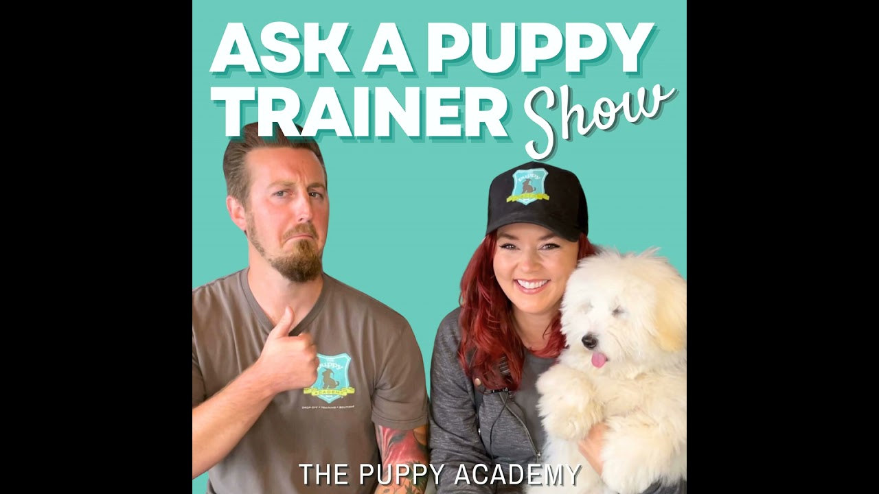 Is Your Puppy Still Having Potty Accidents? | Ep. 233