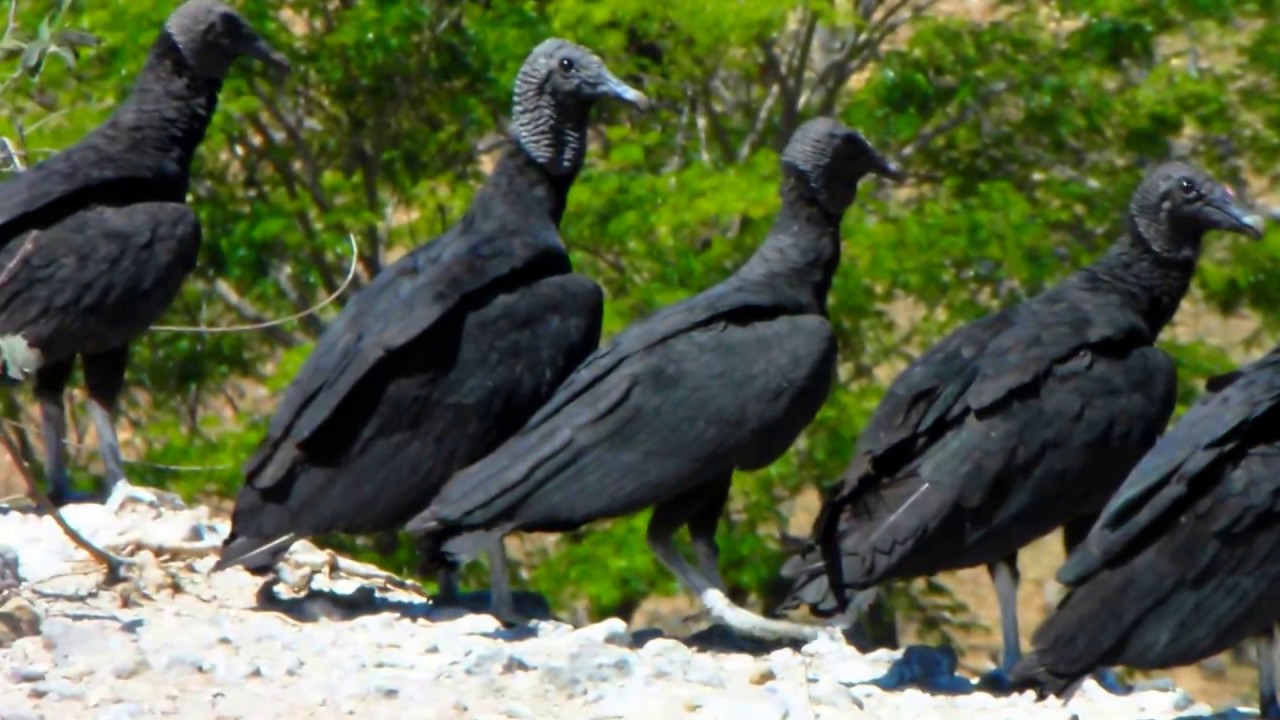 Sopes Zopilotes aves de Centroam&eacute;rica