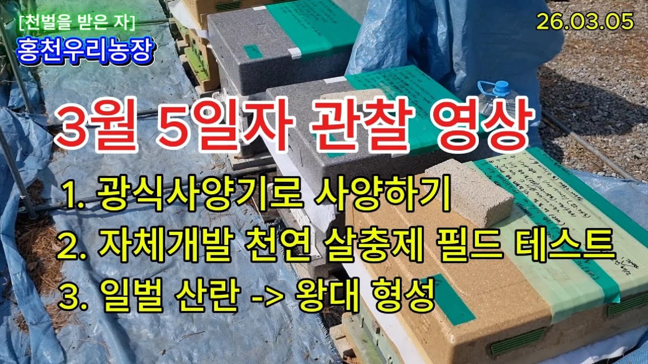 [강원도 홍천] - 11. 전기가온, 정기 내검, 광식사양, 천연살충제 첫 필드테스트(임상실험), 일벌산란에 이어 왕대 형성