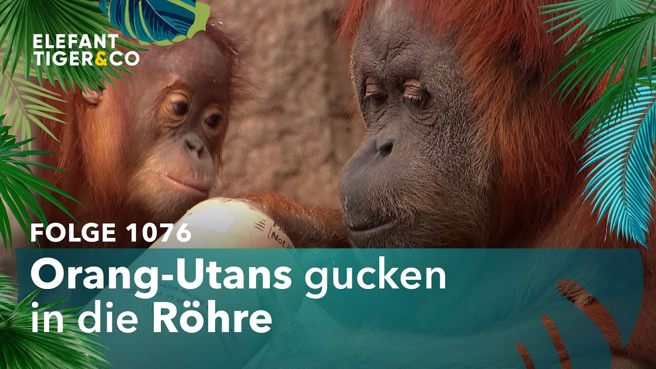 T&uuml;fteln, Tarnen, T&auml;uschen (Folge 1076) | Elefant, Tiger & Co. | MDR