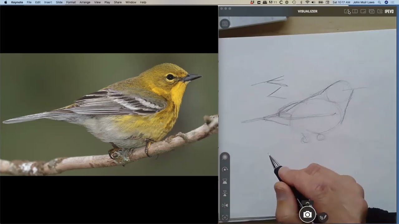 How to Draw Warblers