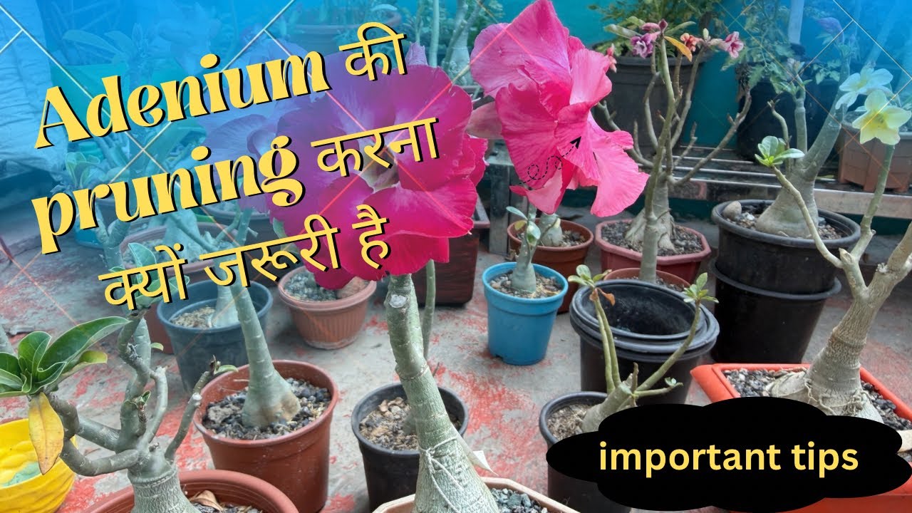 Adenium की pruning करना क्यों ज़रूरी है। important tips for adenium care 