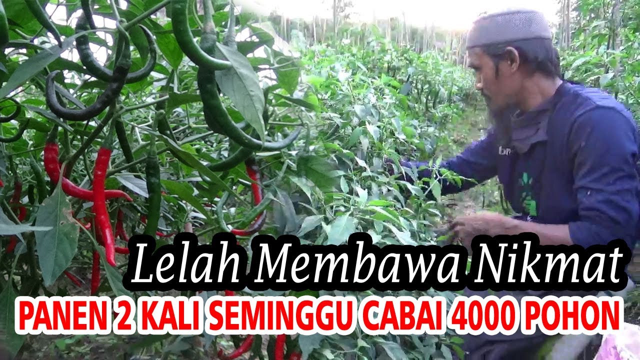 Sukses Panen Cabe Besar & CMK 4000 Pohon 2 x Seminggu Di Musim Hujan  Buah Lebat Anti Rontok
