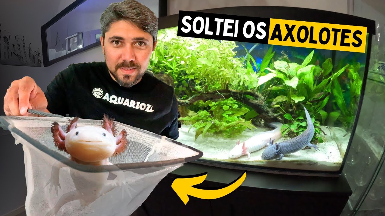 SOLTANDO OS AXOLOTES EM SUA NOVA CASA *AXOLOTL*