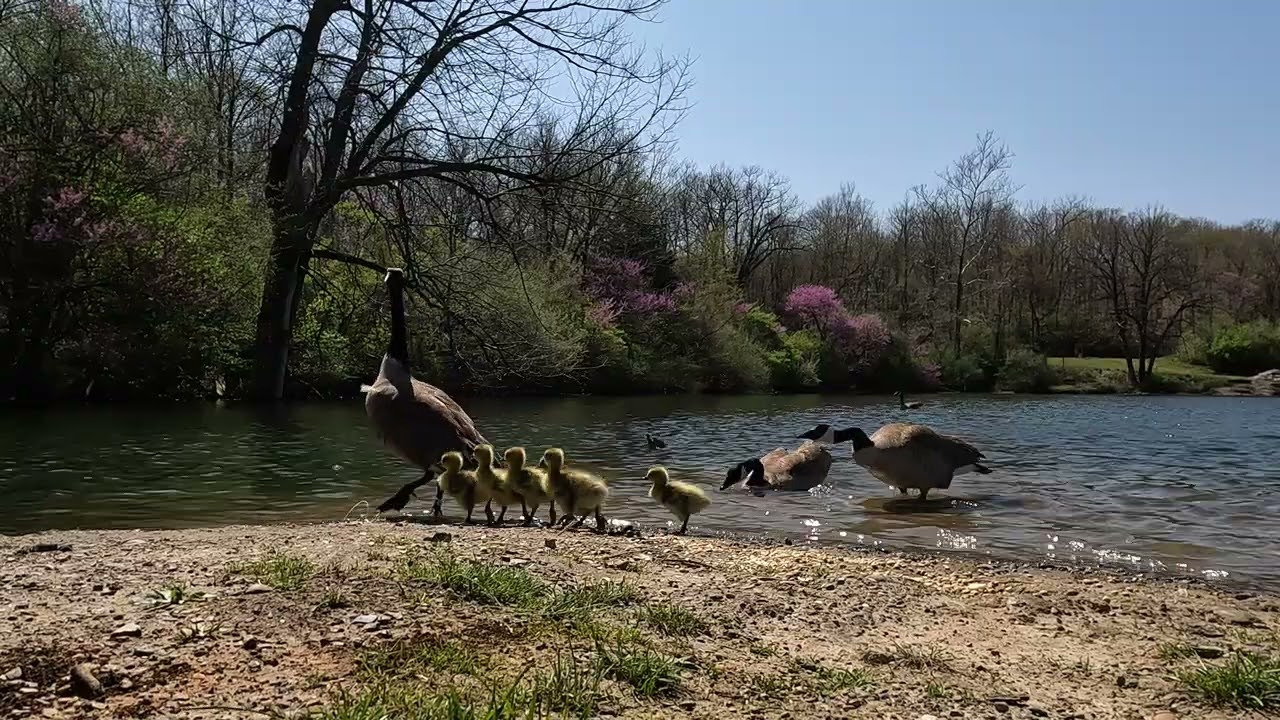 Tranquility Series: Single Mother