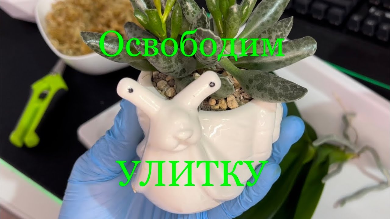Освободим Улитку 🤗 #адромискус#орхидея#замиакулькасРавена