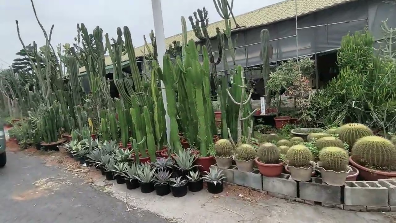田尾公路花園
